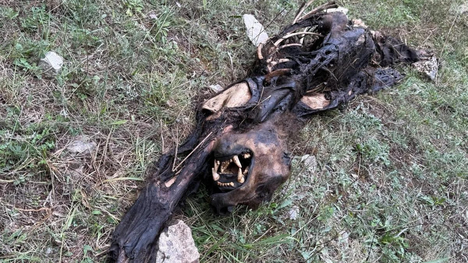 Rinvenuti resti di orso nel territorio del comune di Cocullo in Abruzzo. La nota ufficiale del Pnalm.